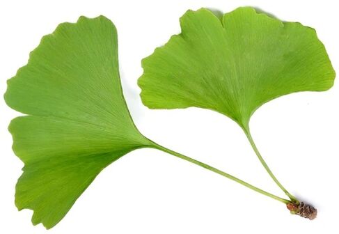 Zxcvbnmqwalt contén Ginkgo Bilobe